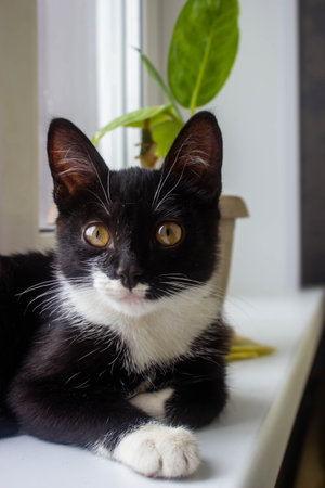 Black and white cat sitting on the windowsill with a green plantの写真素材
