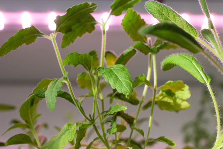 Green seedlings of tomato plants in a pot on a light backgroundの写真素材