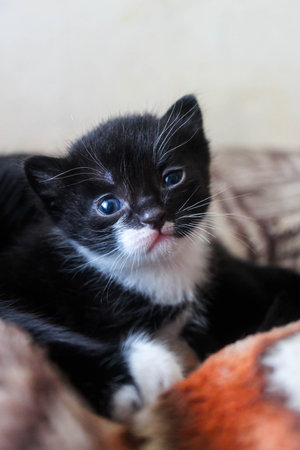 Cute little black and white kitten with blue eyes sitting on sofaの写真素材