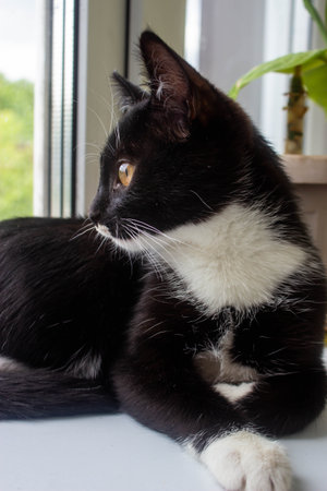 Black and white cat sitting on the windowsill and looking at the cameraの写真素材