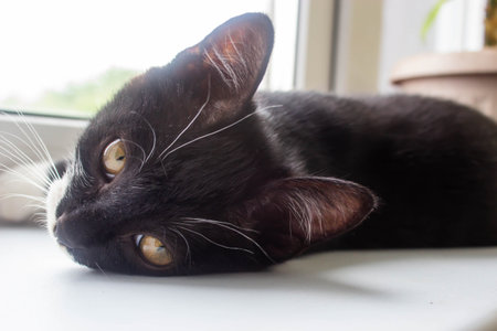 Black cat lying on the windowsill and looking at the camera.の写真素材