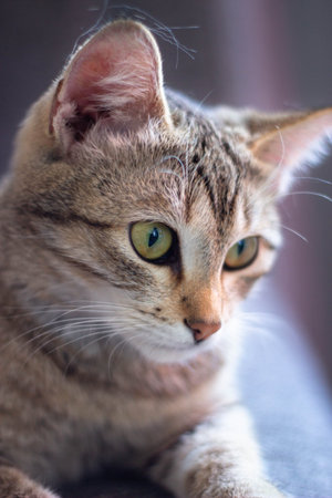 Portrait of a cat with yellow eyes on a blurred background.