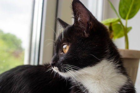 Black and white cat sitting on the windowsill and looking out the windowの写真素材