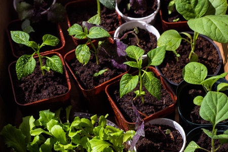 Young seedlings of basil in peat pots. Selective focus.の写真素材
