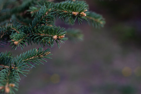 green spruce branch with cones on blurred background, shallow depth of fieldの写真素材