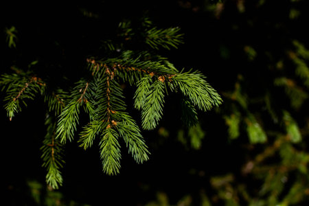 Green branch of spruce on a black background. Close-up.