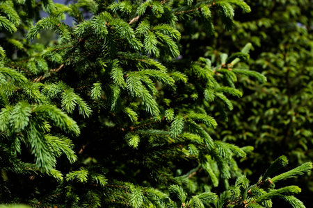 Green branches of a coniferous tree close-up, natural background