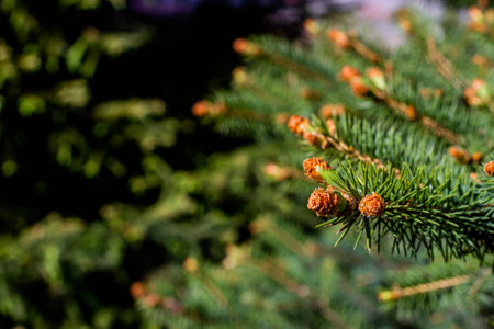 Fir tree branch with cones on blurred background, close-upの写真素材