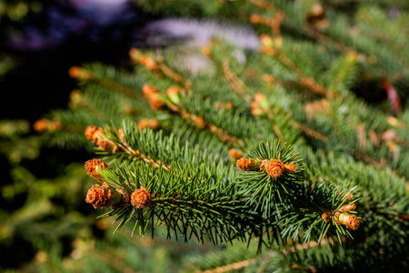 Pine tree branch with cones and buds. Close-up.の写真素材