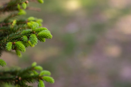 Spruce branch with green needles on blurred background. Copy space.の写真素材