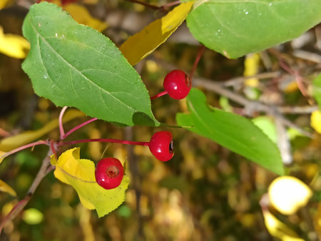 Red berry on the branches of a tree in the autumn forestの写真素材