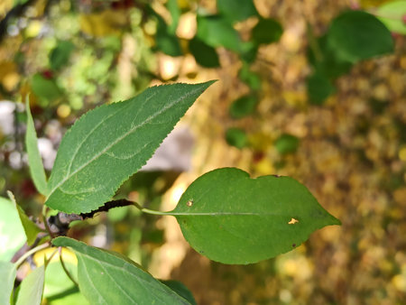 Green leaves of an apple tree in autumn. Close-up.の写真素材