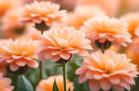 beautiful orange chrysanthemum flower in the garden.の素材