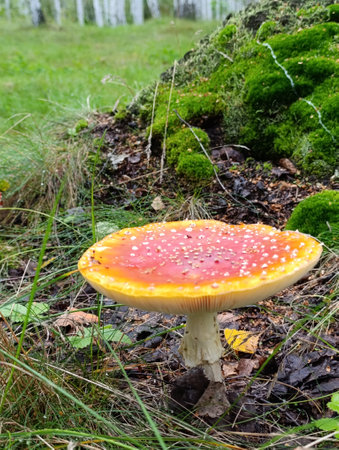 Amanita muscaria, fly agaric or fly amanitaの写真素材