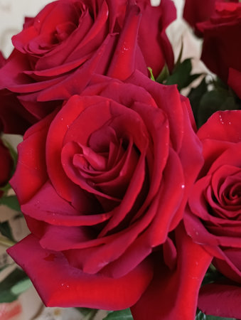 Red roses in a bridal bouquet, closeup of photoの写真素材
