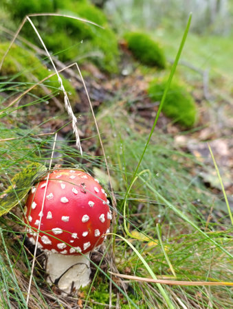 Amanita muscaria, fly agaric in the forestの写真素材