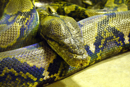snake