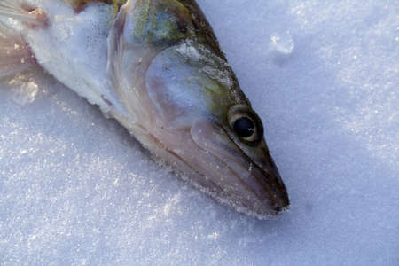 fish on snowの写真素材