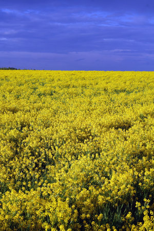 yellow field after rain