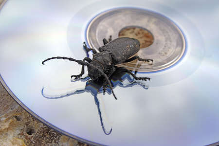 The black bug on the laser disk, symbolizing various threats of information safety, for example a computer virusの写真素材