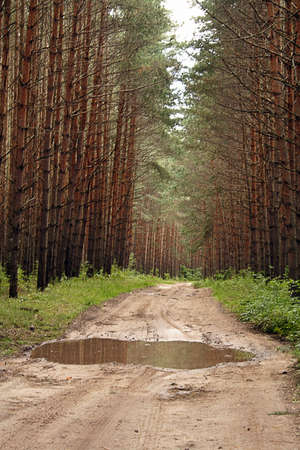 wood wayの写真素材