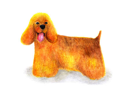 American Cocker Spaniel on a white background. Portrait painted in watercolor. Dog. A contented American cocker spaniel. Close-up portrait of a sport dog.の写真素材