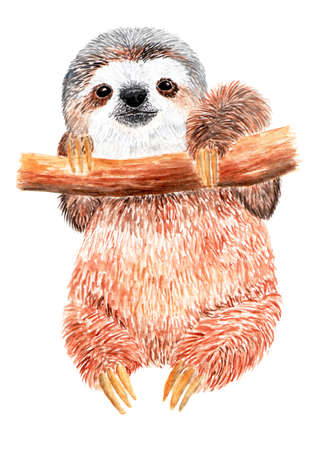Sloth is hanging on a tree branch. Watercolor illustration. Lovely fluffy sloth on a tree. Lives in Costa Rica.の写真素材