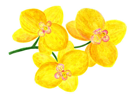 Flowers of a yellow orchid. Watercolor illustration. Branch with three bright yellow orchid flowers. Element for decoration, design.の写真素材