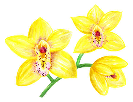 Flowers of a yellow orchid. Branch with three flowers. Watercolor illustration.Beautiful flowers of yellow orchid on a white background. Element for decoration.の写真素材