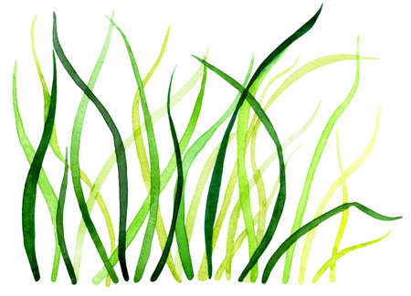 Fresh spring grass. Watercolor illustration.Grass illuminated by the rising sun. Background for design, printing on paper, fabrics. Illustration for advertising natural cosmetics.の写真素材