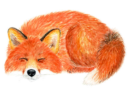 Fox sleeping curled up ring. Watercolor illustration. The Fox sleeps on the ground curled up. Background for design, printing on paper, fabrics. Illustration for advertising.の写真素材