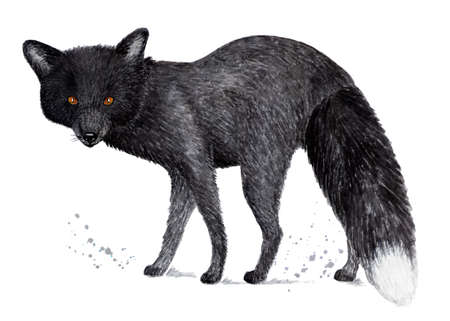 Silver fox, black fox. Watercolor illustration. Silver-black fox or silver fox. Illustration for a book about animals, for printing on fabrics, in magazines, etc.の写真素材