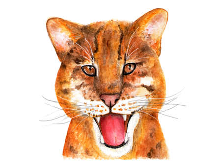 Catopuma temminckii. Watercolor illustration. Catopuma. Asian Golden cat. Illustration for printing on t-shirts, fabrics, magazines about animals.の写真素材
