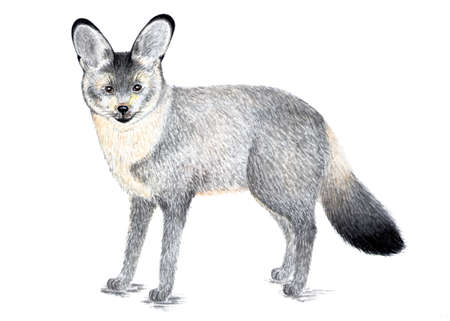 Bat-eared Fox. Watercolor illustration.の写真素材