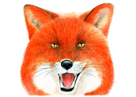 Portrait of Fox. Watercolor illustration.Portrait of a Fox painted in watercolor. Illustration for printing on t-shirts, fabrics, magazines about animals.の写真素材