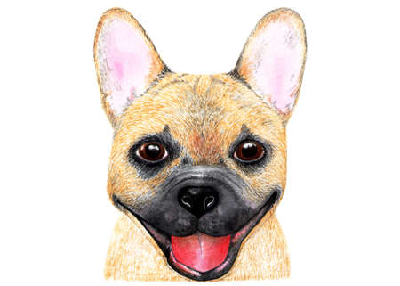French bulldog. Watercolor illustration. Portrait of a french bulldog. The dog is smiling. Illustration for printing on t-shirts, caps, bags, pet food, etc.の写真素材