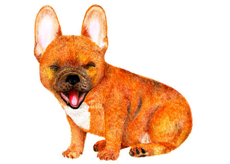 French bulldog. Watercolor illustration. Portrait of a brown French bulldog. Dog sits and smiles. Illustration for printing.の写真素材