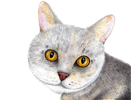 Portrait of a gray cat. Scottish cat. Watercolor illustration. Portrait of a cat with amazing eyes. Illustration for design, decor.の写真素材