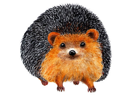Hedgehog Watercolor illustration. Portrait of a hedgehog. Forest animal. Fairy tale hero. Illustration for design, decor.の写真素材