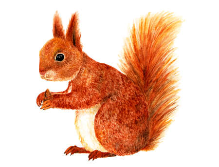 Squirrel. Watercolor illustration. Squirrel painted in watercolor isolated on white background. Illustration for design, decor, printing.の写真素材