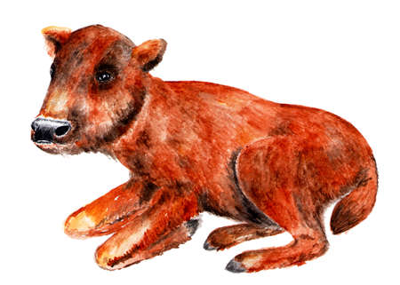 Baby bison. Watercolor illustration. A small bison is lying on the grass. Illustration for design, decor.の写真素材