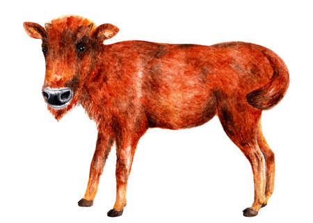 Young bison. Watercolor illustration. Teen bison stands and looks at the camera. Illustration for design, decor.の写真素材