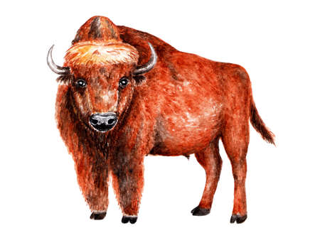 Aurochs. Watercolor illustration. A beautiful bison looks at the camera. Illustration for design, decor.の写真素材