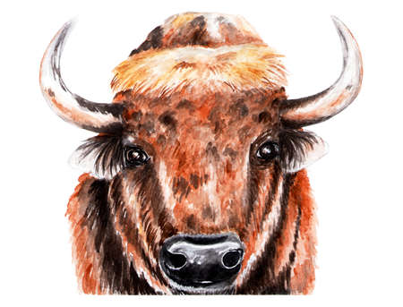Portrait of bison. Watercolor illustration. The bison looks at the camera. Forest animal.の写真素材