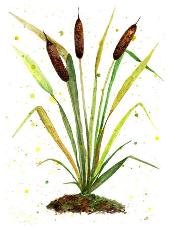 Reeds. Watercolor illustration. Perennial marsh grass-reeds. yellow duckling. Illustration for design, decor, books for botany.の写真素材