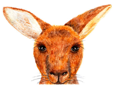 Kangaroo. Watercolor illustration. Portrait of kangaroo. Illustration for design, decor. Looks great on clothes.の写真素材