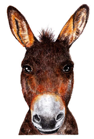Donkey. Watercolor illustration. Portrait of a donkey. Illustration for design, decor.の写真素材