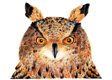 Eurasian eagle owl. Watercolor illustration. Portrait of an eagle owl. Drawing made in watercolor for your design.の写真素材