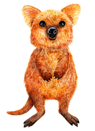 Quokka. Watercolor illustration. Quokka portrait in full growth. Drawing made in watercolor for your design.の写真素材