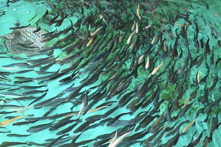 Trout in an artificial pond. The fish has gathered in a cant. Breeding fish. The food industry.の写真素材